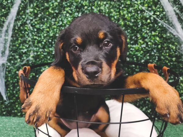 Rottweiler Dog Female Black / Tan 12602 Petland Henderson, Nevada