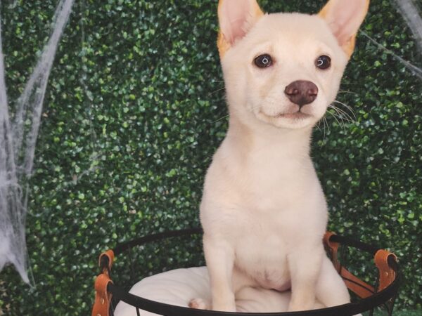 Shiba Inu Dog Female Cream 12603 Petland Henderson, Nevada