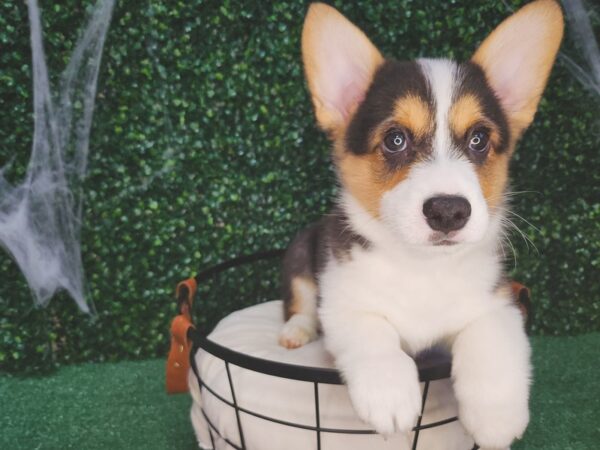 Pembroke Welsh Corgi Dog Male Black and Tan 12608 Petland Henderson, Nevada