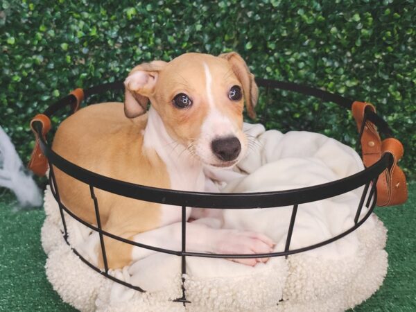 Italian Greyhound Dog Female Red Fawn 12616 Petland Henderson, Nevada