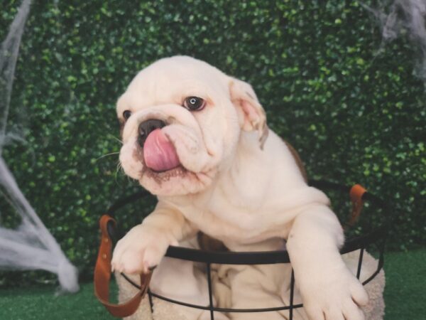 English Bulldog-Dog-Male-Red Brindle-12614-Petland Henderson, Nevada