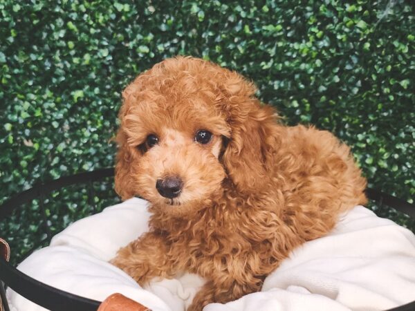 Poodle Dog Male Red 12612 Petland Henderson, Nevada