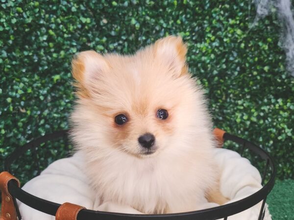 Pomeranian Dog Female Orange 12611 Petland Henderson, Nevada