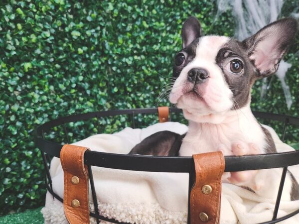 Frenchton-Dog-Female-Brindle-12615-Petland Henderson, Nevada