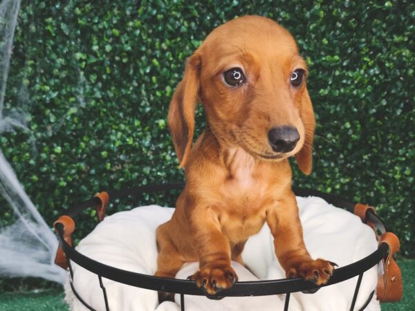 Dachshund Dog Female Red 12618 Petland Henderson, Nevada