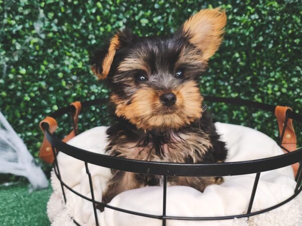 Yorkshire Terrier Dog Male Black and Tan 12624 Petland Henderson, Nevada