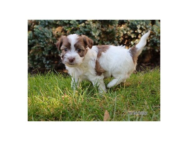 Havanese-Dog-Male-Chocolate / White-12625-Petland Henderson, Nevada