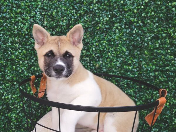 Akita Dog Male Fawn 12566 Petland Henderson, Nevada