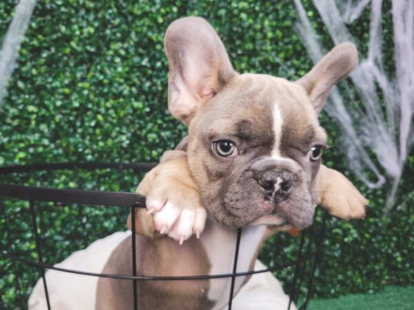 French Bulldog Dog Male Blue Fawn 12581 Petland Henderson, Nevada