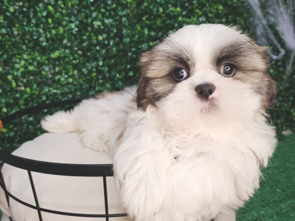 Shih Tzu Dog Male Silver and White 12604 Petland Henderson, Nevada