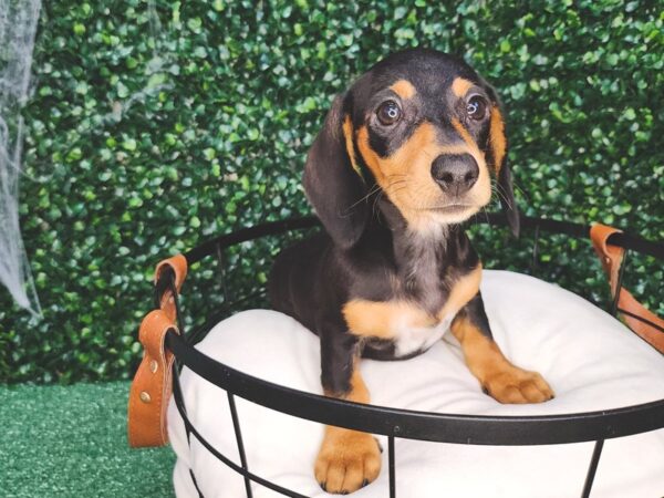 Dachshund Dog Female Black and Tan 12606 Petland Henderson, Nevada