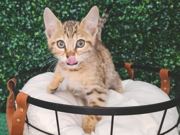 Savannah Cat-Cat-Male-brown black spotted tabby-12609-Petland Henderson, Nevada