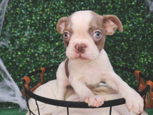 Boston Terrier Dog Male Champagne 12620 Petland Henderson, Nevada