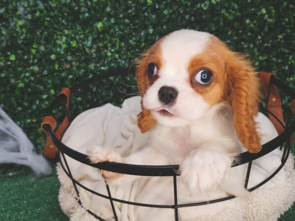 Cavalier King Charles Spaniel Dog Male Blenheim 12617 Petland Henderson, Nevada