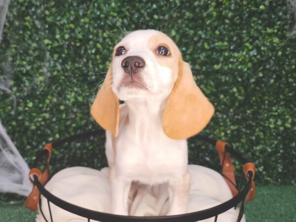 Beagle-Dog-Male-Lemon and White-12619-Petland Henderson, Nevada