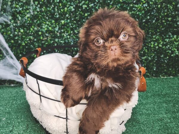 Shih Tzu-Dog-Male-Liver-12623-Petland Henderson, Nevada