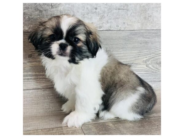 Pekingese Dog Female Sable / White 12642 Petland Henderson, Nevada