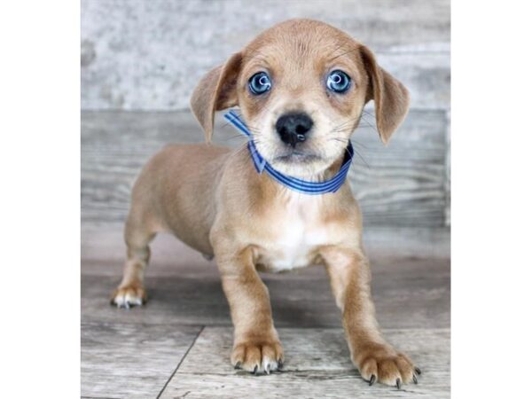 Chiweenie Dog Male Blue Fawn 12645 Petland Henderson, Nevada