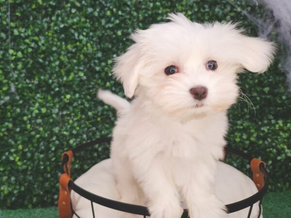 Coton De Tulear Dog Female White 12630 Petland Henderson, Nevada