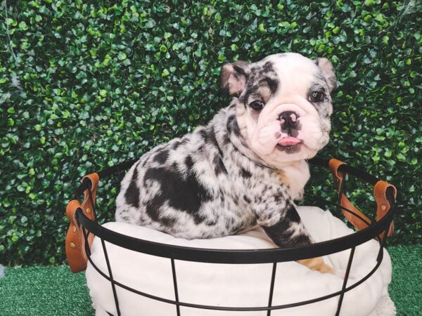 English Bulldog Dog Female Black Merle 12626 Petland Henderson, Nevada