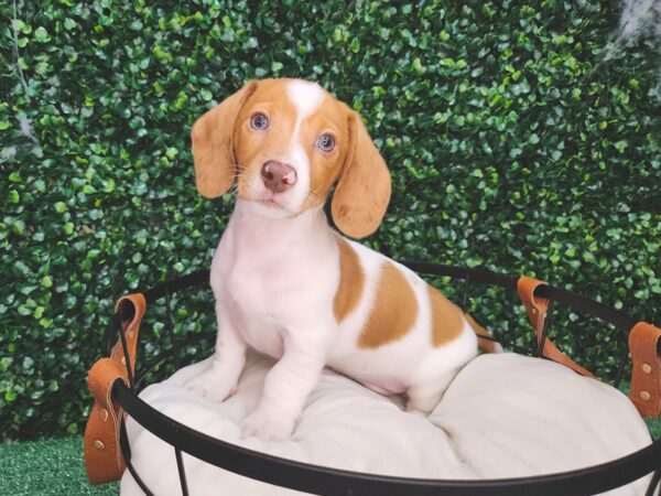 Dachshund Dog Male Red 12634 Petland Henderson, Nevada