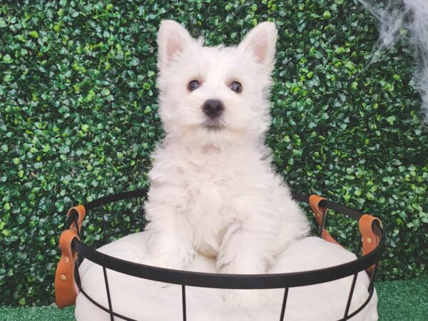 West Highland White Terrier-Dog-Female-White-12629-Petland Henderson, Nevada