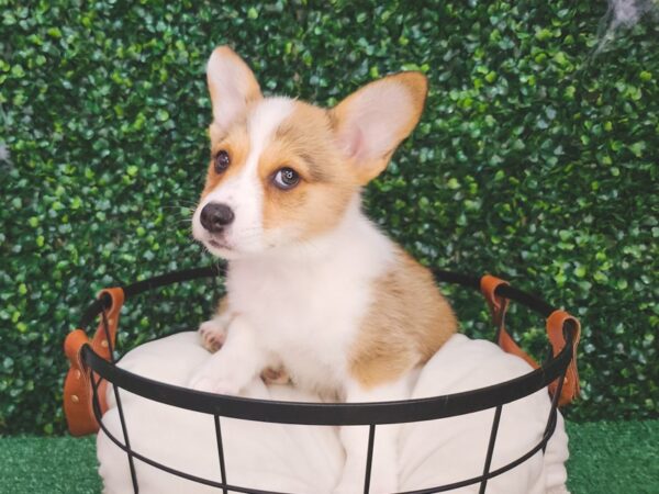 Pembroke Welsh Corgi-Dog-Female-Sable / White-12627-Petland Henderson, Nevada