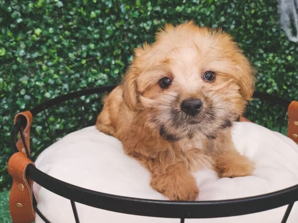 Silkypoo-Dog-Female-Gold-12633-Petland Henderson, Nevada