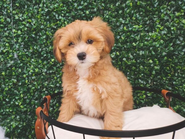 Lhasapoo-Dog-Male-Gold-12632-Petland Henderson, Nevada