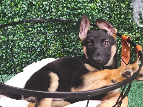 German Shepherd Dog Female Black and Tan 12635 Petland Henderson, Nevada