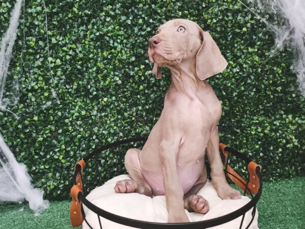 Weimaraner Dog Female Grey 12639 Petland Henderson, Nevada