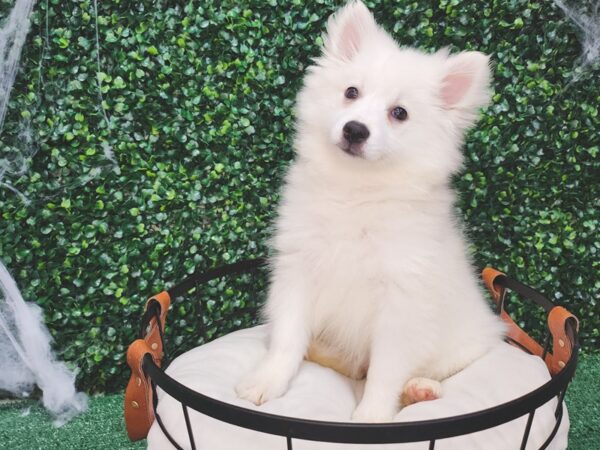 American Eskimo-Dog-Female-White-12636-Petland Henderson, Nevada