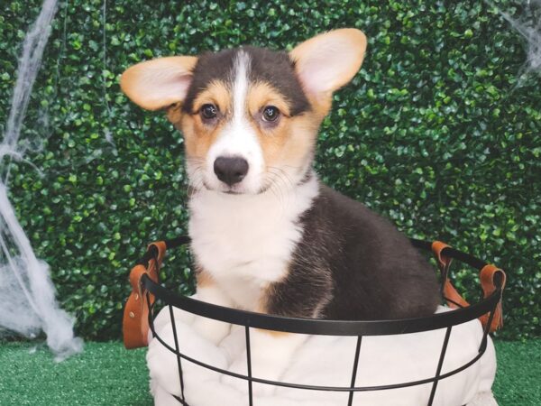 Pembroke Cardigan Corgi Dog Male Black and Apricot 12638 Petland Henderson, Nevada