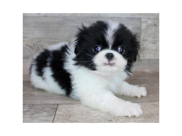 Japanese Chin Dog Male Black / White 12640 Petland Henderson, Nevada