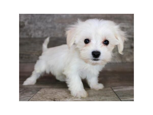 Coton De Tulear-Dog-Male-White-12644-Petland Henderson, Nevada