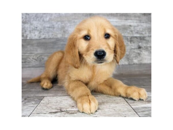 Golden Retriever-Dog-Female-Golden-12643-Petland Henderson, Nevada