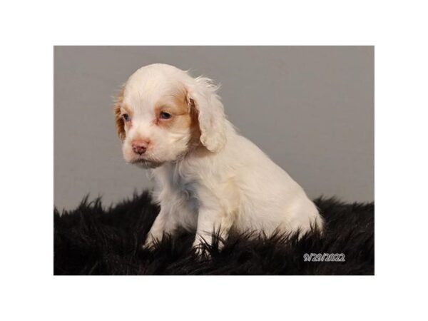 Cocker Spaniel-Dog-Female-Buff / White-12647-Petland Henderson, Nevada