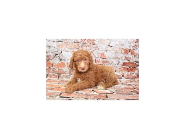 Goldendoodle 2nd Gen Dog Male Red 12665 Petland Henderson, Nevada