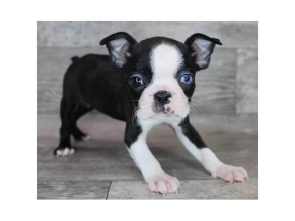 Boston Terrier Dog Female Black / White 12653 Petland Henderson, Nevada