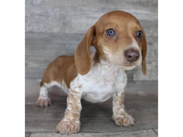 Dachshund Dog Male Red 12655 Petland Henderson, Nevada