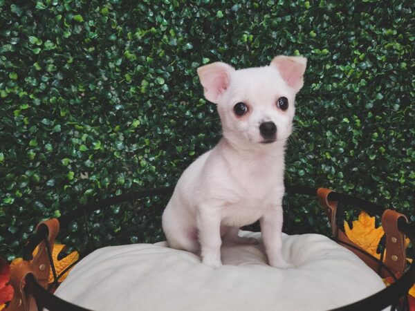 Chihuahua Dog Female White 12641 Petland Henderson, Nevada