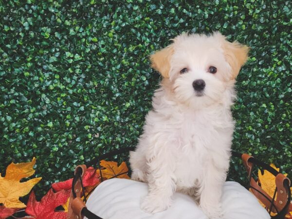 Maltipoo-Dog-Male-Cream-12646-Petland Henderson, Nevada