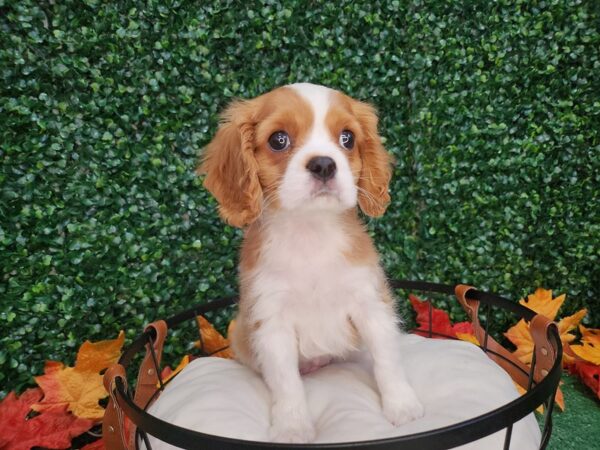 Cavalier King Charles Spaniel Dog Male Blenheim 12654 Petland Henderson, Nevada