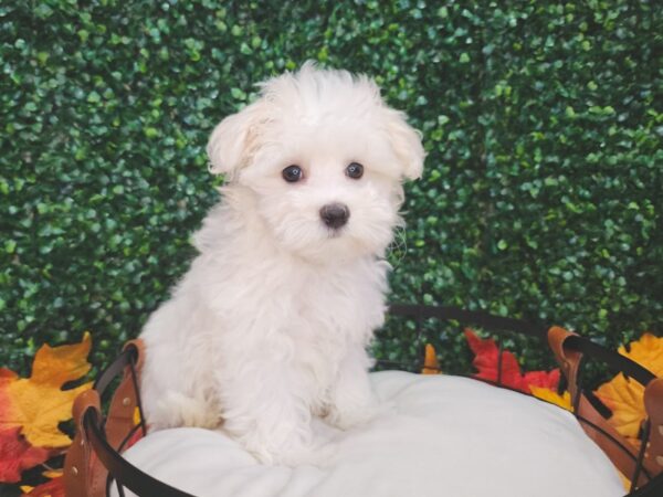 Maltese-Dog-Male-White-12656-Petland Henderson, Nevada