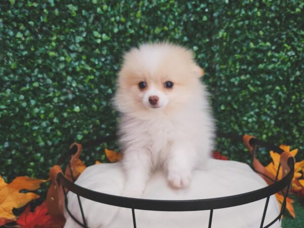 Pomeranian-Dog-Female-Cream-12657-Petland Henderson, Nevada