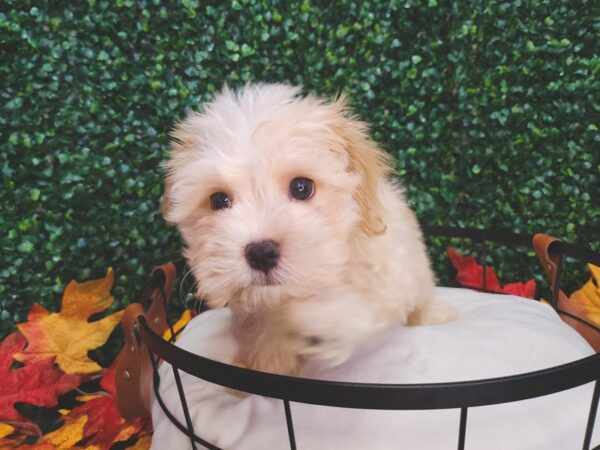 Havanese Dog Male Fawn 12662 Petland Henderson, Nevada