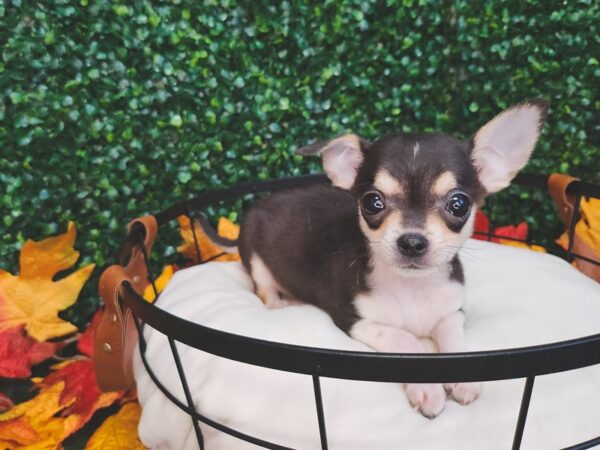 Chihuahua Dog Male Black and Tan 12667 Petland Henderson, Nevada