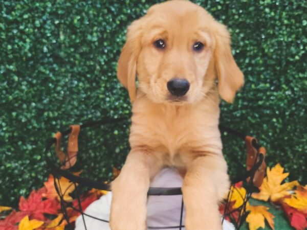 Golden Retriever-Dog-Female-Golden-12661-Petland Henderson, Nevada