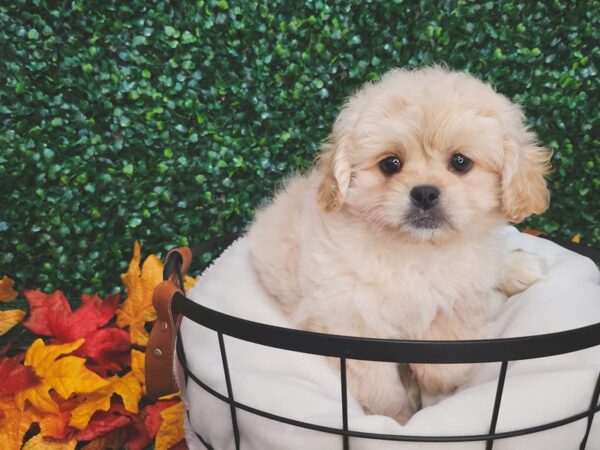 Pekeapoo-Dog-Male-Cream-12670-Petland Henderson, Nevada