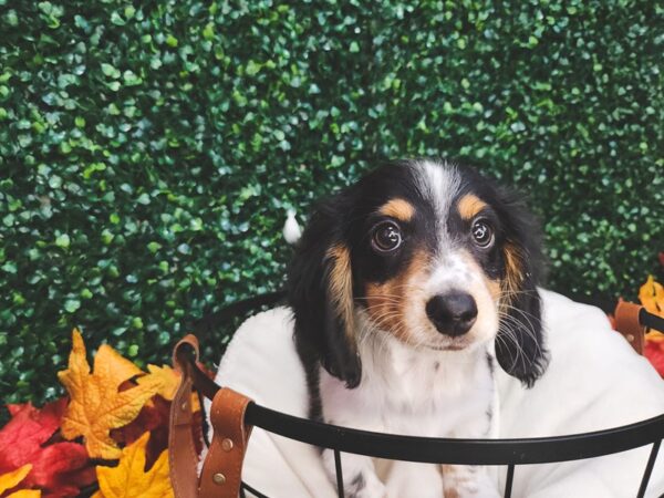 Dachshund Dog Male Black and Tan 12671 Petland Henderson, Nevada